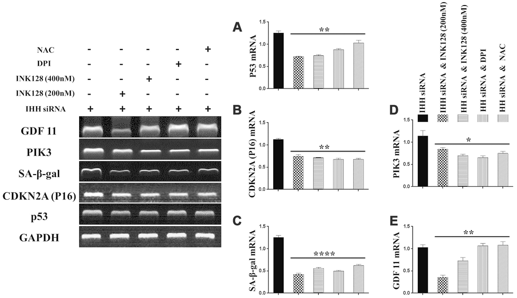 IHH shortage-induced aging-associated genes suppressed by mTOR and ROS inhibition in BMSC. siRNA IHH-transfected BMSC (n=5) were incubated with or without INK128, DPI, or NAC for 24hours. TP53 (A), CDKN2A (B), SA-β-gal (C), PIK3 (D) and GDF11 (E) genes expressions were measured by RT-PCR. GAPDH was used as a housekeeping gene. All results were normally distributed and shown as mean ± SEM. *P 