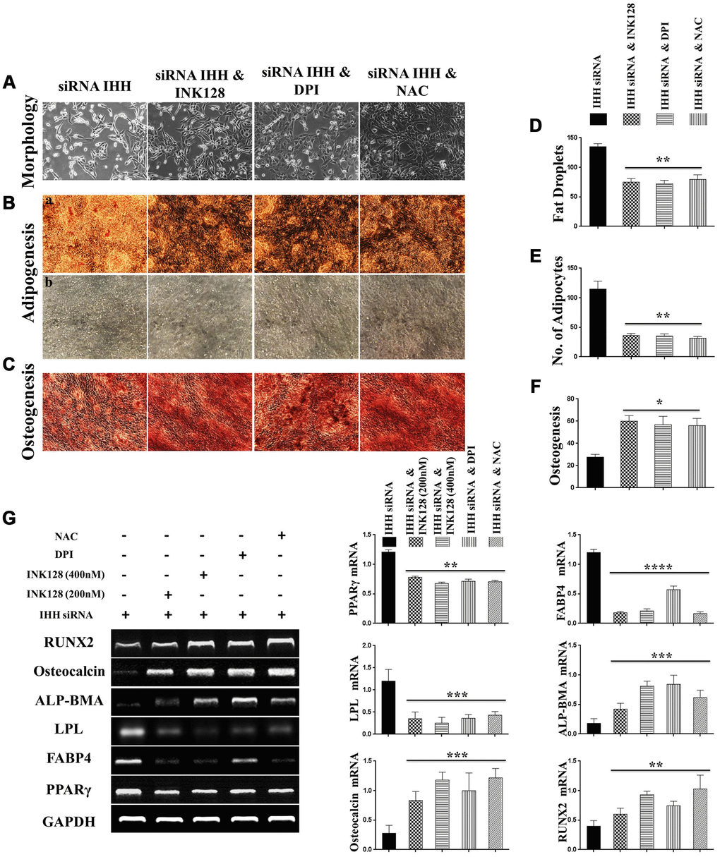 Biased differentiation induced by IHH shortage was corrected after mTOR and ROS inhibition in BMSC. (A) Morphology of siRNA IHH BMSC with and without INK128, DPI, or NAC. (Ba, b), (D, E) siRNA IHH-transfected BMSC (n=5) were incubated with or without INK128, DPI, or NAC for 24hours and then incubated in adipogenesis differentiation medium for 21 days. Adipocytes were visualized under inverted light microscope and adipogenesis measured by staining fat droplets using Oil-Red-O stain. (C and F) siRNA IHH-transfected BMSC (n=5) were incubated with or without INK128, DPI, or NAC for 24hours and then incubated in osteogenic differentiation medium for 21 days. Osteogenesis measured using Alizarine-Red-S stain. (G) RT-PCR for adipogenesis markers, PPARγ, LPL, and FABP4, and osteogenesis markers, ALP-BMA, RUNX2, and osteocalcin in IHH-depleted BMSC after incubation with or without INK128, DPI, or NAC for 24hours. GAPDH was used as a housekeeping gene. All results presented as mean ± SEM. *P 