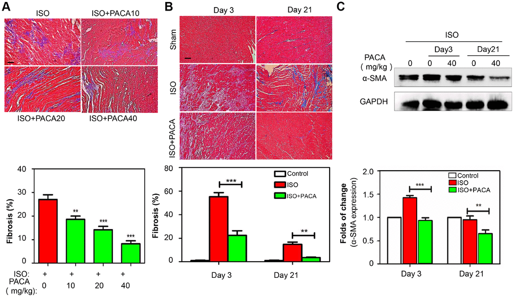 Anti-fibrotic effects of PACA in a rat model of ISO-induced myocardial infarction. (A) Staining of fibrotic infiltration in the heart tissues. Rats were randomly divided into four groups: ISO and ISO+PACA (10, 20 and 40 mg/kg/day). Following 7-day treatment with PACA, heart tissues were analyzed by Masson’s trichrome staining. Blue stains represent fibrotic infiltration. Original magnification 200 X, scale bar = 50 μm. Cardiac fibrosis was quantified by taking six random images. (B) Detection of fibrotic infiltration on Day-3 and Day-21. Following the treatment with PACA, heart tissues were analyzed by Masson’s trichrome staining as described in Panel A. (C) Determination of α-SMA expression on Day-3 and Day-21. Following the treatment with PACA, heart tissues were analyzed by Western blotting for α-SMA expression (n = 6). Data were expressed as mean ± SEM. *, p