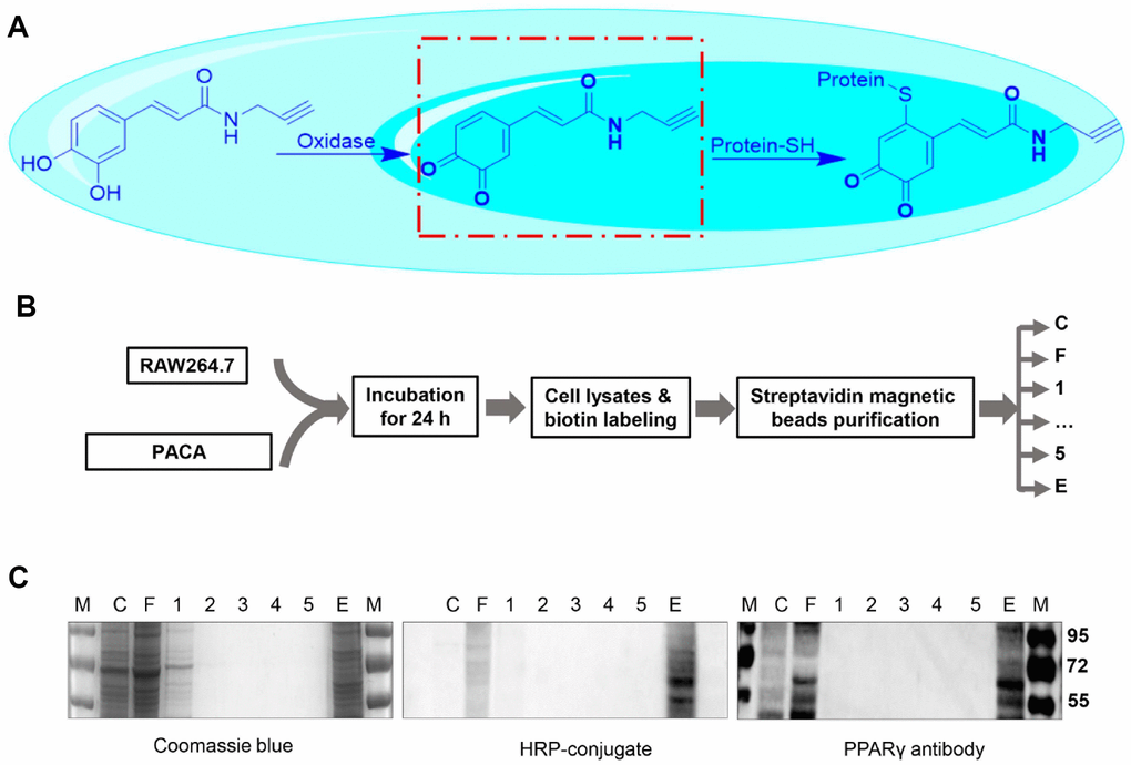 Identification of PACA-modified proteins. (A) Scheme illustrating the oxidation of PACA for reacting with cysteine residue in the proteins. (B) Experimental procedure for the identification of PACA-modified proteins. RAW264.7 macrophages were treated with 50 μM PACA for 24 h. The cellular proteins were biotinylated with azido-biotin under chemistry conditions and separated by streptavidin-coated magnetic beads. (C) Detection of PACA-modified proteins. The protein fractions were resolved by SDS-PAGE and stained with Coomassie Brilliant blue R-250, by streptavidin-HRP conjugate or by antibody against PPAR-γ. M, protein marker; C, cell lysates; F, flow-through, W1-W5, washing fraction 1 to 5; E, elution.