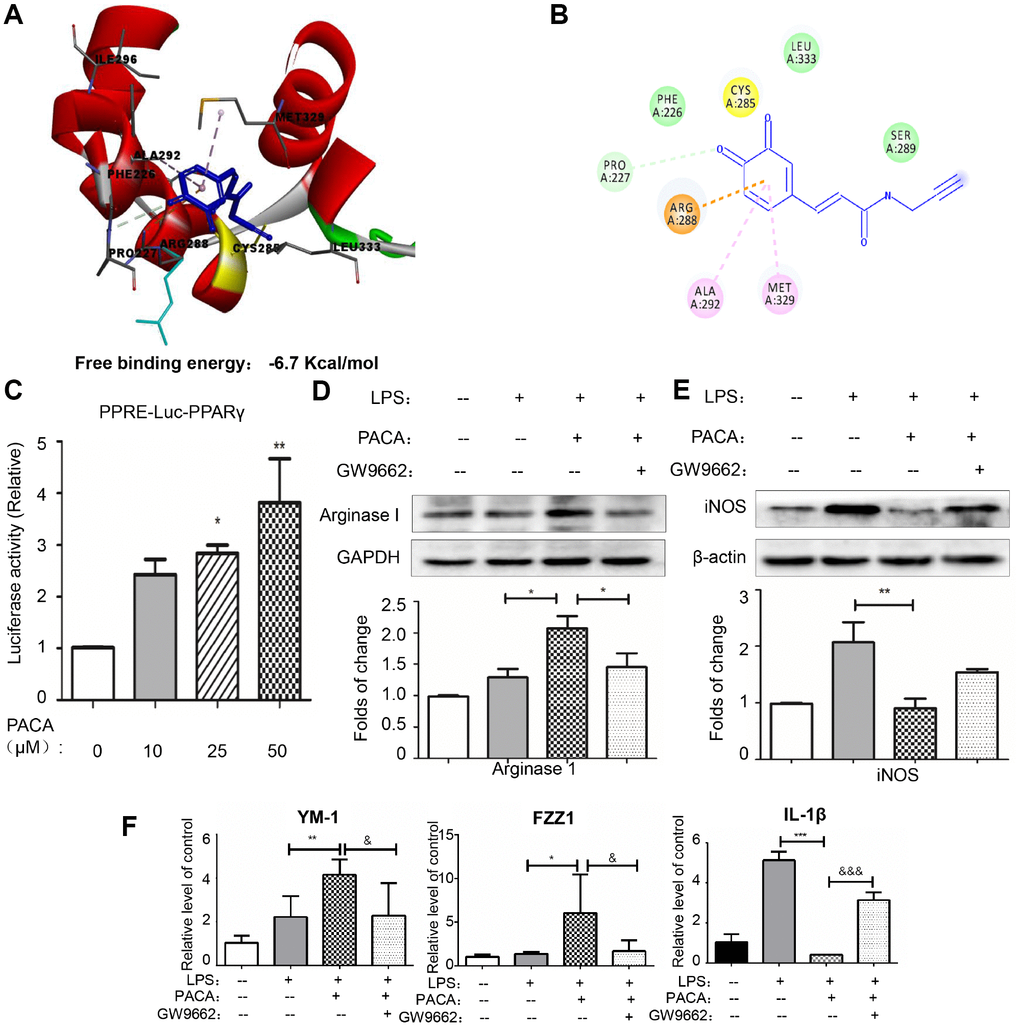 PACA as a covalent activator for PPAR-γ. (A) Docking of OXO-PACA to PPAR-γ LBD. OXO-PACA was docked to PPAR-γ LBD (PDB:) by Autodock vina. (B) Amino acid residues for recognizing OXO-PACA. Hydrogen bonds are shown in green, whereas pi-alkyl interactions are shown in pink. (C) Luciferase assay for PPAR-γ activation. RAW264.7 macrophages were transiently transfected with PPRE-X3-TK luciferase and pRL control using Effectene transfection reagent from Qiagen. Transfected macrophages were treated with PACA for 24 h. Luciferase activities were measured using the Dual-Luciferase reporter assay system. Data were expressed as mean ± SD (n = 5). * pD–F) PPAR-γ dependence in PACA-regulated expression of macrophages biomarkers. RAW264.7 cells were pretreated with 10 μM GW9662 for 1 h, treated with 50 μM PACA for 2 h, and stimulated with 1 μg/mL LPS for another 24 h. iNOS and Arg1 were determined by Western blotting analysis. The blots were quantified by a densitometric method. The mRNAs for M2a biomarkers (Ym-1 and FZZ1) and M1 biomarker (IL-1β) were determined by qRT-PCR. n = 3, * p