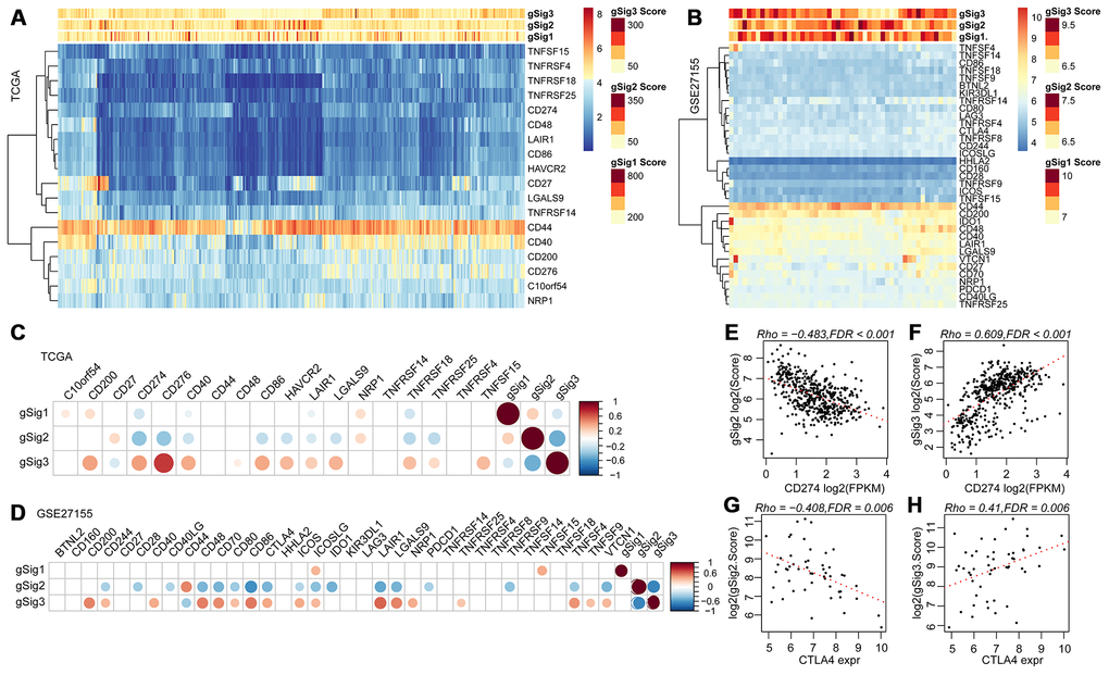 (A, B) Relationship between ICGs expression and gSig scores in the TCGA and GSE27155 data sets. (C, D) Correlation matrix of ICGs expression and gSig score in the TCGA and GSE27155 datasets. (E–F) Dot map showing CD274 gene expression, gSig2, and gSig3 in TCGA dataset. (G–H) Dot map showing GLA27155 gene expression, gSig2, and gSig3 in GSE27155 dataset. Correlation analysis used the spearman correlation coefficient.