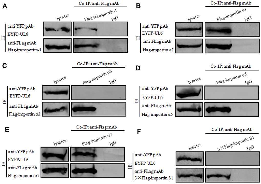 UL6 binds transportin-1, importin α1 and importin α7. (A–F) Co-IP of UL6 with Transportin-1 (A), importin α1 (B), importin α3 (C), importin α5 (D), importin α7 (E) or importin β1 (F). pEYFP-UL6 was co-transfected with plasmid expressing pFLAG-CMV-transportin-1 (A), Flag-kα2 (importin α1) (B), Flag-kα4 (importin α3) (C), Flag-kα1 (importin α5) (D), Flag-kα6 (importin α7) (E) or pCMV9-3×Flag-importin β1 (F) into HEK293T cells. 24 h post-transfection, cells were lysed and Co-IPed with anti-Flag mAb or mouse IgG control. Cell lysates and the Co-IPed proteins were separated in denaturing 10% SDS-PAGE, and analyzed by IB with anti-Flag mAb or anti-YFP pAb.