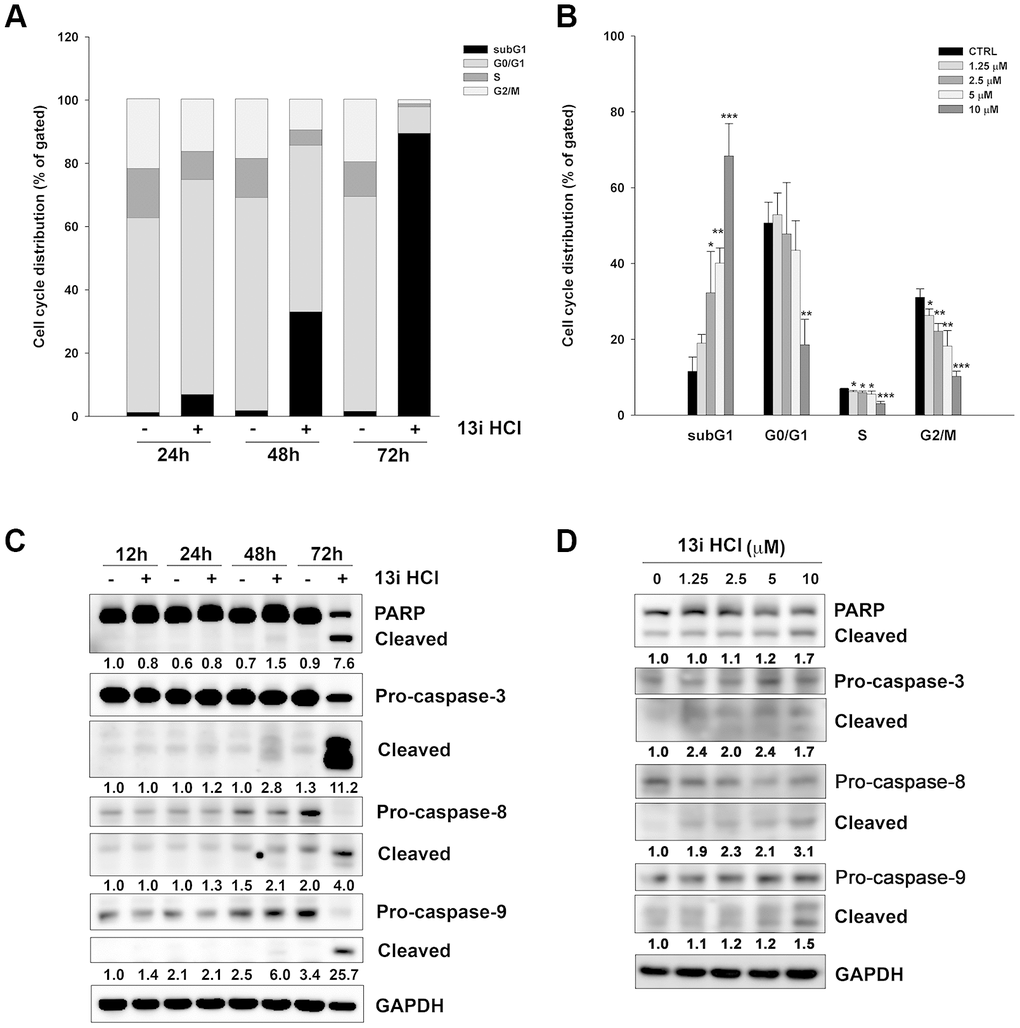 Compound 13i HCl induces apoptosis in RT112 cells. (A) RT112 cells were exposed to the indicated concentrations of 13i HCl for 72 h and subjected to cell cycle analysis. Data are represented as mean ± S.D. *PPPB) RT112 cells were treated with 13i HCl (10 μM) for the indicated times and cell cycle distribution was measured by PI staining and flow cytometry (n=2). (C, D) RT112 cells were exposed to the indicated concentrations of 13i HCl for 72 h (C) or 13i HCl (10 μM) for different times (D) and subjected to Western blotting with the indicated antibodies.