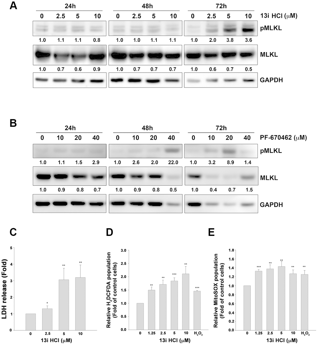 Compound 13i HCl increases MLKL phosphorylation and ROS production in bladder cancer cells. (A, B) RT112 cells were treated with the indicated concentrations of 13i HCl (A) or PF-670462 (B) for 24 h, 48 h and 72 h. The cells were subjected to Western blotting with the indicated antibodies. (C) RT112 cells were exposed to 13i HCl for 72 h and LDH levels in the supernatants were determined. (D, E) RT112 cells were exposed to the indicated concentrations of 13i HCl for 72 h or H2O2 (10 μM) for 1 h. The cells were stained with H2DCFDA (D) or MitoSOX (E) and subjected to flow cytometry. Data are represented as mean ± S.D. *PPP