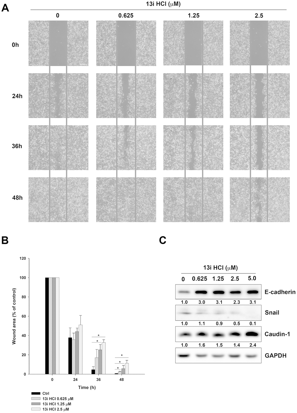 Effects of 13i HCl on migratory activity of bladder cancer cells. (A) RT112 cells were seeded into a 2-well insert on 6-well plate and allowed to attach overnight. The wound was created by removing the insert, and the cells were treated with or without 13i HCl and the images were captured at indicated times by EVOS XL Core Cell Imaging System (Thermo Scientific). Scale bar = 100 μm. (B) Quantification of wound healing assay. Data are represented as mean ± S.D. (n=2) *PC) RT112 cells were exposed to indicated concentrations of 13i HCl for 72 h and subjected to Western blotting for the detection of EMT markers.