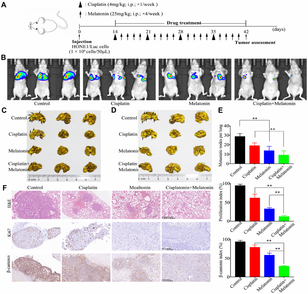 Antitumor activity of melatonin plus DDP in vivo in a lung metastasis model. (A) Tumor progression timeline with experimental treatment time points. (B) Tumor cell luminescence from each mouse in each group was acquired on treatment day 28. (C, D) Representative front images (C) and back images (D) of macroscopic lung metastases, arrowheads indicate the metastatic nodes. (E) Quantification of the average number of macroscopic metastatic nodes formed on the lung surface. (F) Paraffin-embedded tumor sections were stained with H&E, anti-Ki67, and β-catenin antibodies (Scar bar: 100 μm). Right panel: quantification of the proliferation index and β-catenin index in tumor sections. These animal experiments were repeated once (n = 3 mice per treatment group). Data presented are the mean ± SD; **P t-test.