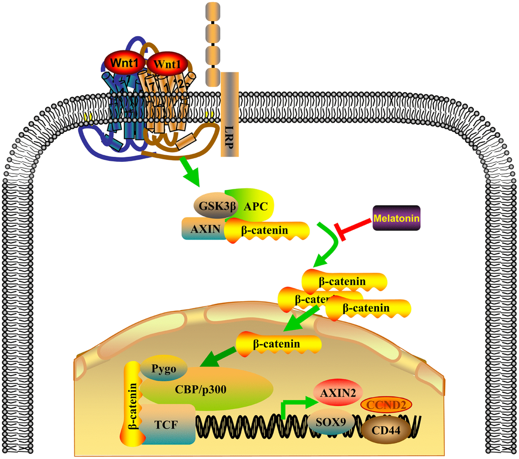 Proposed model of the combinatorial effect of DDP and melatonin on NPC cells.