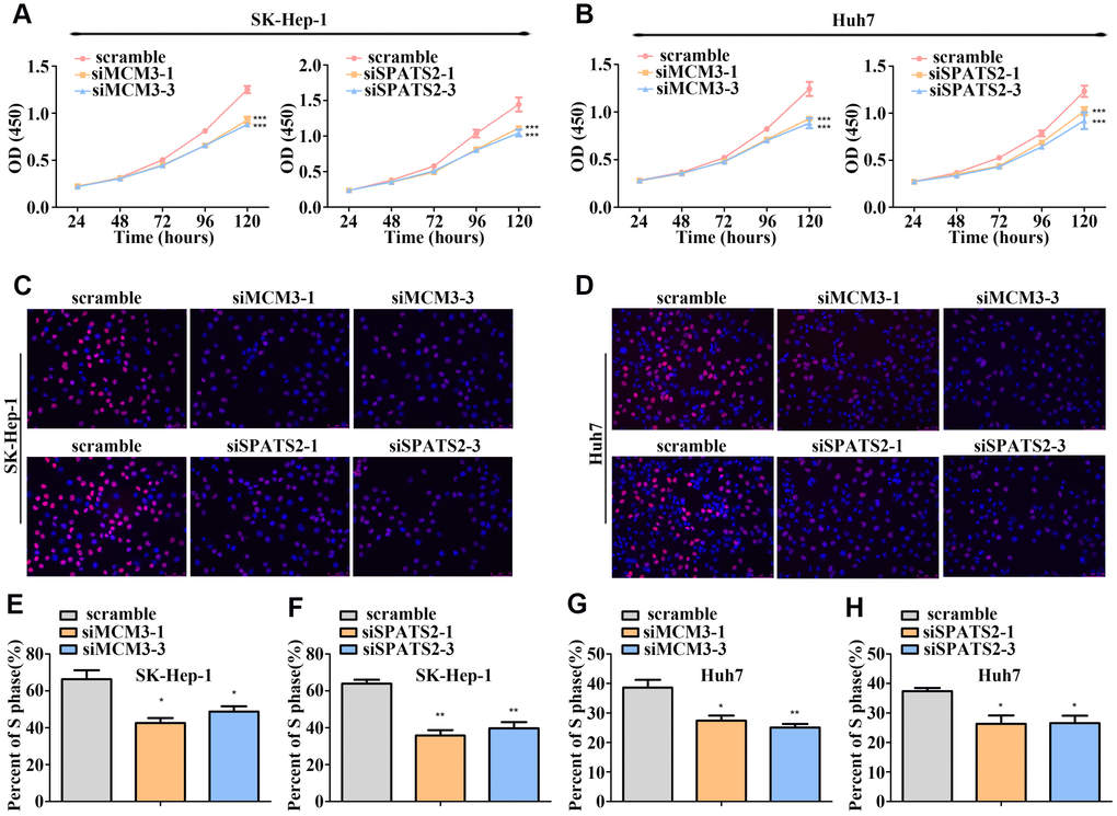 MCM3 and SPATS2 promotes HCC cell proliferation. (A–B) Proliferation of HCC cells with MCM3 or SPATS2 knockdown according to CCK-8 analysis. (C–D) EdU assays showing the proportion of S-phase cell after downregulating the expression of MCM3 or SPATS2. Nuclei of S-phase cells were pink. (E–H) Statistical analysis of EdU incorporation. *P P P 