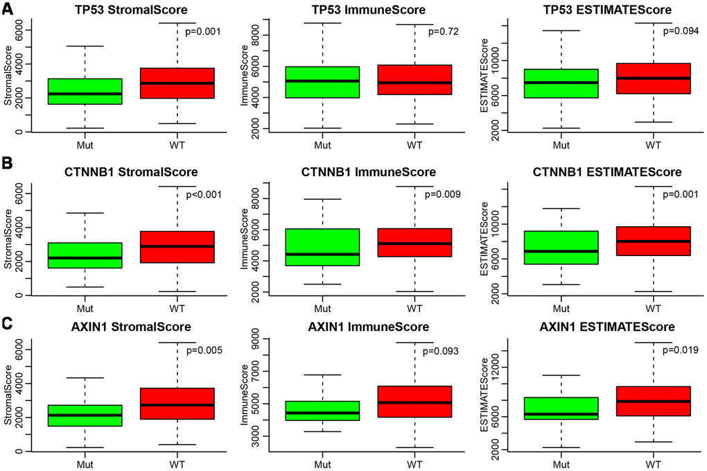 (A–C) Relationship between mutations of TP53, CTNNB1, AXIN1 and ESTIMATE’s immune scores. Mut, mutation group. WT, wild type group.