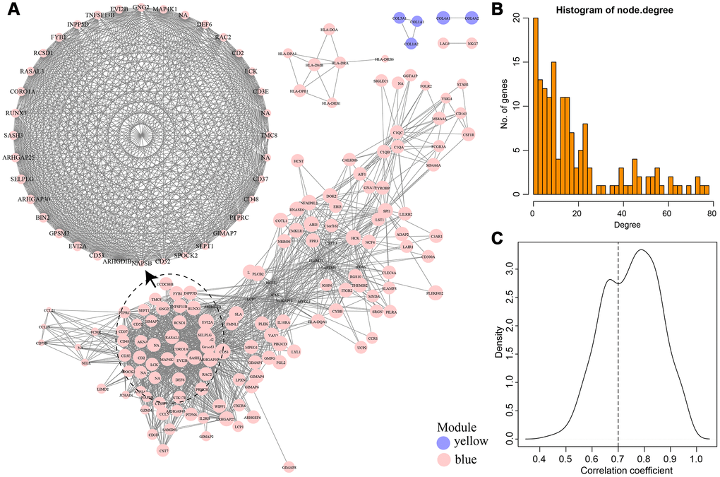 (A) Weight co-expression network of genes in Blue and Yellow modules. (B) The degree distribution of the network. (C) The correlation coefficient between genes and modules.