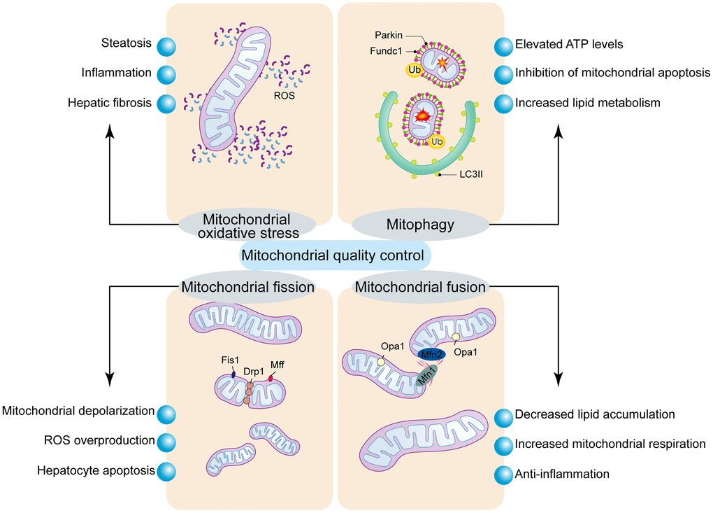 Regulatory mechanism of mitochondrial quality control. Mitochondrial oxidative stress induces mitochondrial dysfunction and hepatocyte apoptosis. Mitochondrial fission is modulated by Drp1 and its receptors, Fis1 and Mff. Excessive mitochondrial fission induces mPTP opening and mitochondrial dysfunction, which results in the activation of mitochondrial pathway of cellular apoptosis. Mitochondrial fusion is regulated by Mfn1/2 and Opa1, and stabilizes the mitochondrial membrane potential and blocks the mitochondrial pathway of apoptosis. Mitophagy is a process that breaks down damaged mitochondria and is controlled by Parkin or Fundc1.