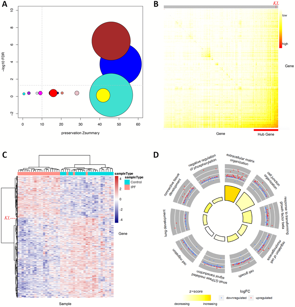 WGCNA analysis identifies KL as the top IPF-relevant gene from the systems-level perspective. (A) Gene network modules from IPF patients and normal controls are well preserved, two of which (BROWN and BLUE) are significantly associated with IPF. The x axis represents preservation statistics for the corresponding module, and y axis shows the correlation between each module and the clinic trait. The size of each circle is proportional to the number of genes in each module. The horizontal line indicates the threshold for significant association between module and trait, while the vertical line for module preservation. (B) Network heatmap plot exhibits connectivity between genes of BROWN module. Higher co-expression relationship is indicated by red colors. Hub genes are positioned at the left-bottom corner as they display high connectivity with most of the remaining of the genes. The position of KL is specified. (C) Heatmap shows relative expression of 3544 genes in BROWN module. The expression of KL is specified by a dashed line. (D) Circular visualization of the results of gene annotation analysis shows enriched biological processes of BROWN module. The outer circle is a scatter plot showing the log fold change of the assigned genes for each process. The inner circle is a bar plot whose height is proportional to the extent of enrichment for each process. Filled colors corresponds to a z-score that is a crude measure of how likely the biological process is to be decreased or increased.