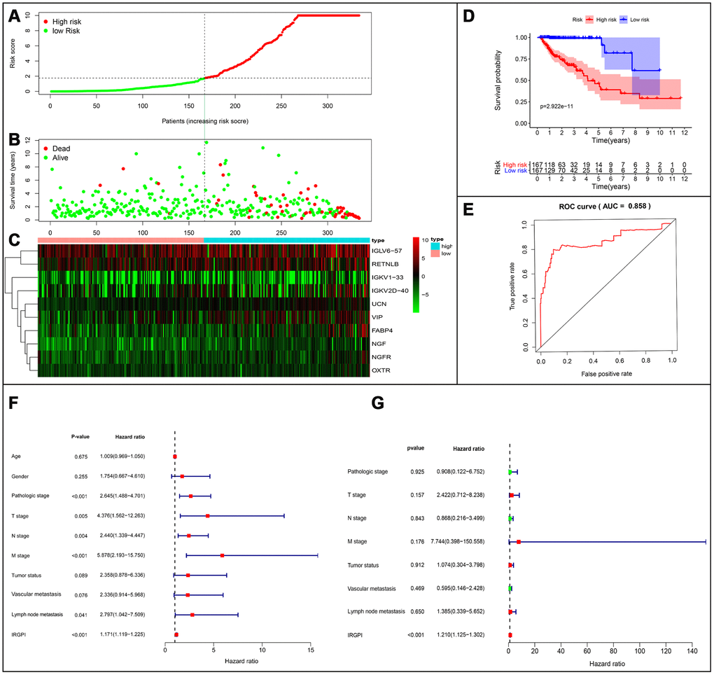 Establishment of prognostic index based on prognostic related immune genes. (A) Rank of prognostic index and distribution of groups. (B) Survival status of patients in different groups. (C) Heatmap of expression profiles of included genes. (D) Five-year survival was significantly lower in the high-risk group. (E) Survival-dependent receiver operating characteristic (ROC) curve validation of prognostic value of the prognostic index. (F) Univariate regression and (G) multiple regression analysis of colorectal cancer.