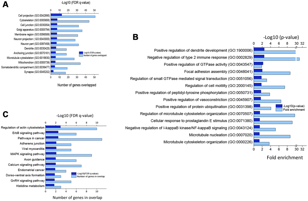 (A) Significantly enriched cellular components for DEGs. (B) Top biological processes as per p-value (modified Fisher’s exact) by DEGs. (C) Significantly enriched KEGG pathways by DEGs (p 