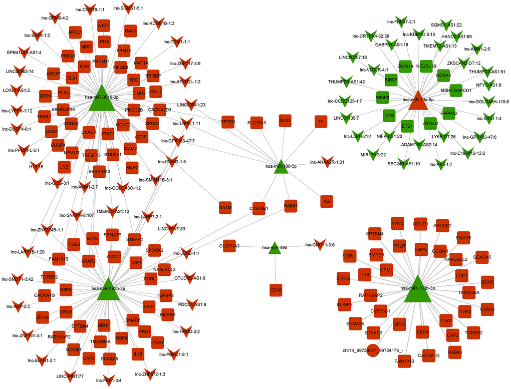 ceRNA regulation network centered on downregulated and upregulated miRNAs after overexpressing miR-10a-5p in Hc-a. The circle represents circRNA, square represents mRNA and triangle represents miRNA, and inverted triangle represents lncRNA.