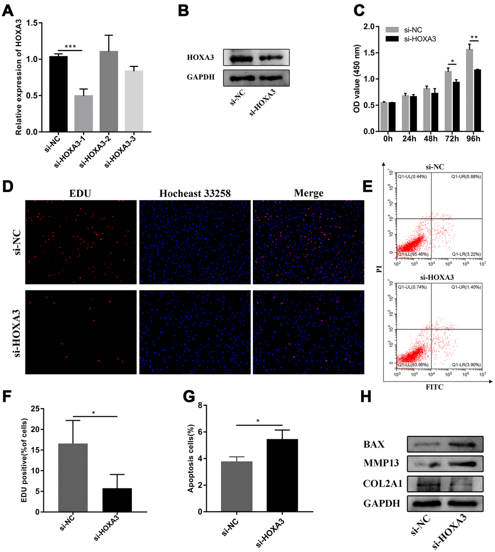 Silence of HOXA3 inhibited chondrocyte proliferation and promoted chondrocyte apoptosis. (A) The relative expression of HOXA3 after transfecting si-HOXA3 analyzed by RT-qPCR (n=3; ***P B) The relative expression of HOXA3 after transfecting si-HOXA3 analyzed by western blot. (C) The effect of HOXA3 knockdown on cell proliferation detected by CCK8 assay (n=3; *P D, F) The effect of HOXA3 knockdown on cell proliferation detected by EDU assay (n=3; *P E, G) The effect of HOXA3 knockdown on cell apoptosis detected by flow cytometry assay (n=3; *P H) Effects of HOXA3 knockdown on Col2a1, MMP13, BAX, and GAPDH protein levels detected by western blot.