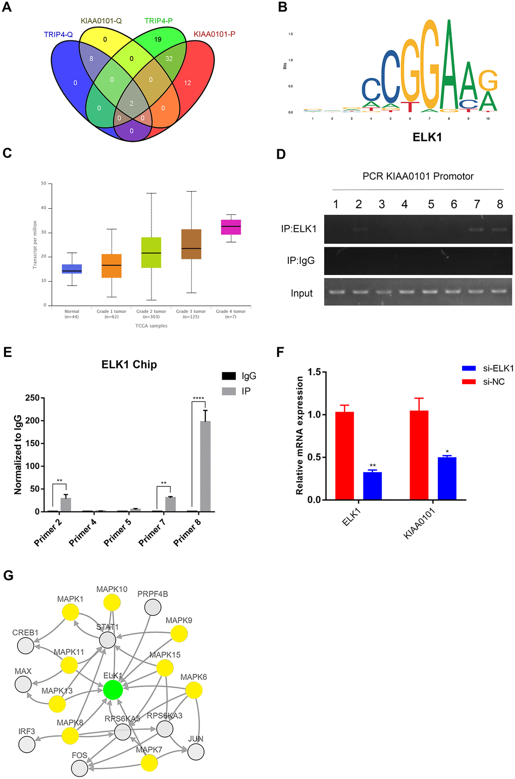 ELK1 transcriptionally induces KIAA0101 expression. (A) Venn diagram of transcription factors prediction of KIAA0101 and TRIP4 by PROMO and QIAGEN. (B) Representative sequence logo of ELK-1 binding specificity queried from the Jaspar2018, (identifier MA0028.1). (C) ELK1 expression and its association with tumour grade in HNSC were analysed by UALCAN. (D, E) ChIP assay was performed in CNE-2Z cells using anti-ELK1, and normal IgG. Input of sheared chromatin was prepared prior to immunoprecipitation. **ppF) Relative expression of KIAA0101 in CNE-2Z cells after siELK1 treatment. Histogram is the average ratio (mean ± SD) of three independent experiments. **ppG) MAPK-ELK1 signalling pathway revealed by cBioPortal. Network view of the ELK1 neighbourhood in HNSC. The network contains 19 nodes, including 1 query gene (green node) and the 18 most frequently altered neighbour genes. The depth of colour represents the degree of alteration.