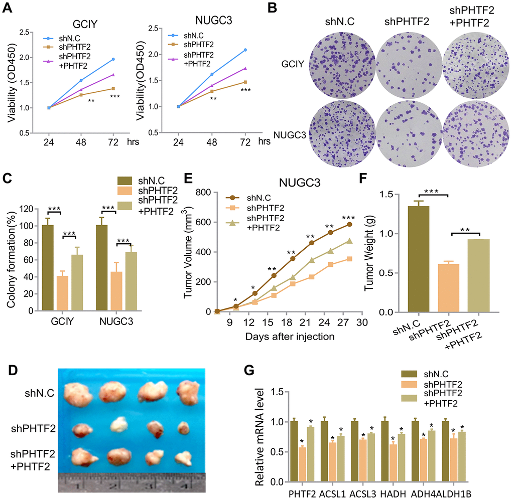 PHTF2-regulated fatty acid metabolism promotes tumorigenic ability of gastric cancer cells in vitro and in vivo. (A) CCK8 assay showed cells viability in the indicated cells. (B) Colony formation assay showed cell growth of the indicated cells. (C) Qualification of the colony formation shown in B (n=3). (D) The representative pictures of dissected tumors from nude mice transplanted with indicated cells. (E) Subcutaneous tumor growth curves of mice in different treatment groups was presented. (F) The average weight of tumors at the time the animals were sacrificed in the indicated groups. (G) Relative mRNA expression pattern of associated gene in tumor tissue acquired from nude mice.