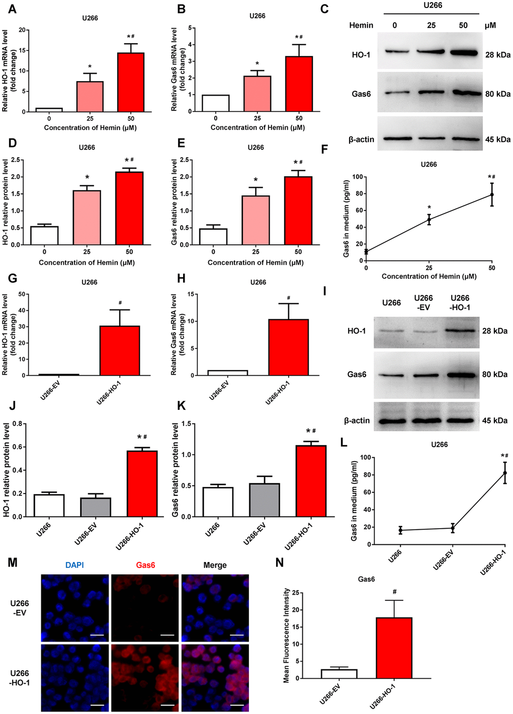 HO-1 increases Gas6 expression in U266 cells. (A, B) mRNA expression of HO-1 and Gas6 in U266 cells were measured by qRT-PCR. β-actin was used as a control. Cells were treated with the indicated doses of hemin for 24 h. (C–E) Western blot and semi-quantitative analysis of HO-1 and Gas6 protein levels in U266 cells-treated with hemin for 24 h. β-actin was used as a loading control. (F) Gas6 protein in culture supernatants from U266 cells were quantified by Gas6 ELISA. Data are expressed as mean ± SD (n = 4). *P #P G, H) HO-1 and Gas6 mRNA levels in U266 cells were measured by qRT-PCR after transfection with empty vector (EV) and HO-1 recombinant lentiviral. (I–K) Western blot analysis was performed to detect the protein expression of HO-1 and Gas6 in HO-1 overexpressing U266 cells. (L) ELISA assay showing the level of Gas6 protein in culture supernatants. (M, N) Immunofluorescence staining was performed to visualize Gas6 expression using a primary rabbit antibody against Gas6, and followed by Alexa Fluor 555-conjugated secondary antibody. The endogenous Gas6 was shown in red. Nuclei were stained with DAPI (blue). The scale bars represent 100 μm. Data are expressed as mean ± SD (n = 4). *P #P 