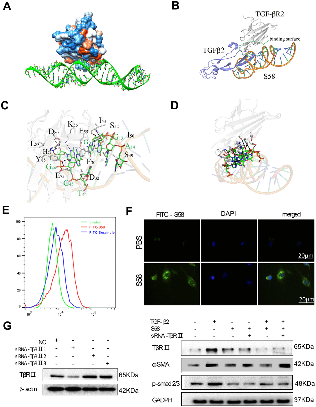 Determination of the interaction between TβR II and S58. (A) Hydrophobic surface properties between TβR II and S58. (B) Binding sequence between TβR II and S58. (C) The TβR II and S58 interaction regions. (D) Conformation superposition of crystalline TβR II, TGF-β2 and S58. (E) Representative images showing immunofluorescence staining for S58 targets TβR II receptor (nuclei stained blue, FITC-S58 stained green). (F) HConFs were pretreated by TGF-β2 with or without in the presence of S58 and were transfected with or without siRNA-TβR II for 72. (G) Protein levels of α-SMA, TβR II and p-smad2/3 were determined. GAPDH was used as loading control.