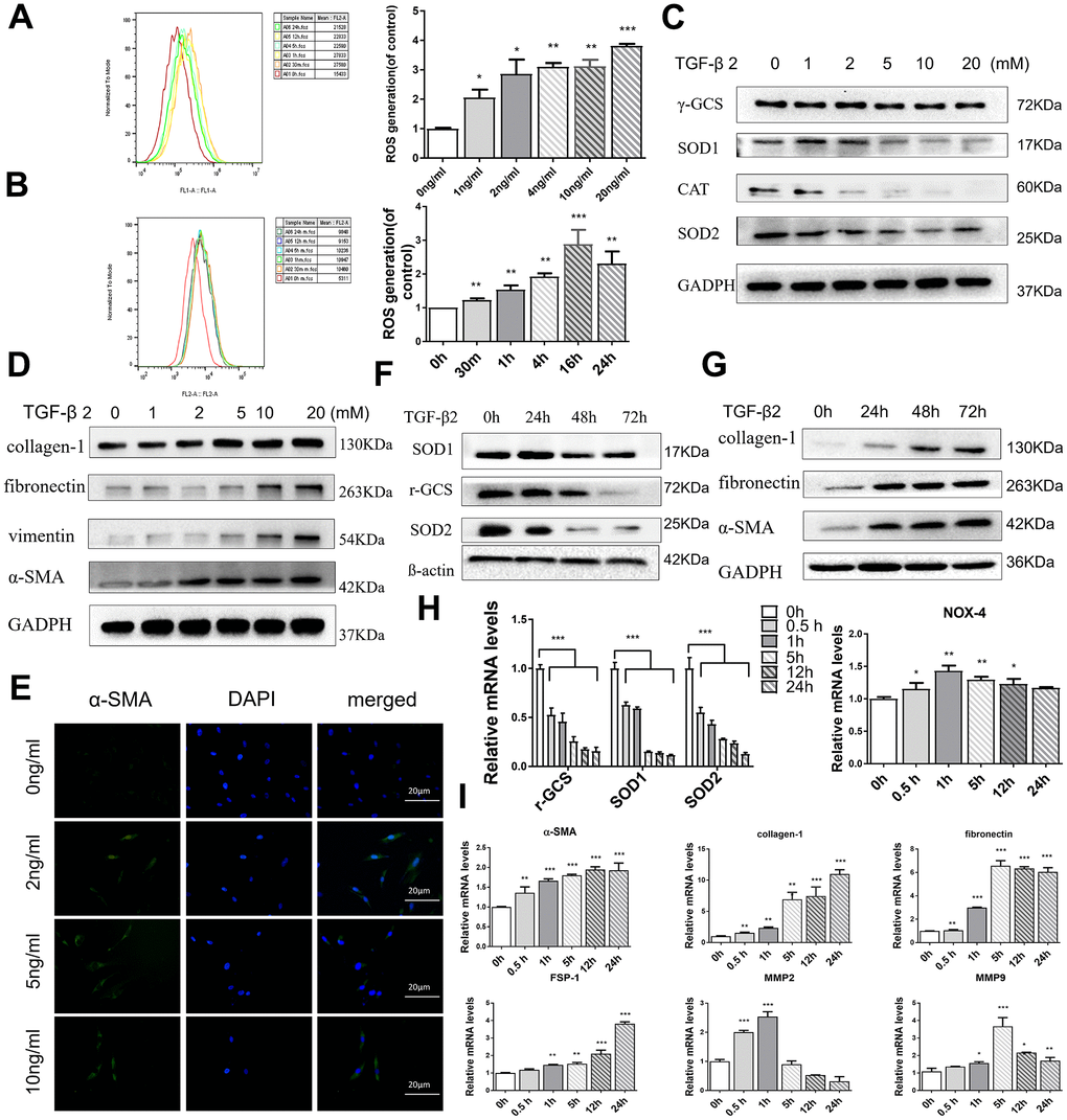 TGF-β2 increases oxidative stress and induces fibrosis in HConFs. (A) Mitochondrial superoxide variation, and (B) intracellular ROS variation at indicated TGF-β2 treatment. (C) Intracellular antioxidant protein SOD1/2, CAT, γ-GCS, and (D) fibrotic protein α-SMA, fibronectin, vimentin, and collagen-1 expression variation at different TGF-β2 concentration precondition for 24h. (E) Representative images showing immunofluorescence staining for α-SMA generated after preconditioning with different TGF-β2 concentrations for 24h (Nuclei=blue, α-SMA=green). (F) Levels of antioxidant proteins SOD1/2 and γ-GCS levels and (G) fibrotic proteins α-SMA, fibronectin, and collagen-1. (H) Levels of oxidative stress-related genes SOD1/2, γ-GCS and NOX4 and (I) fibrosis-related genes α-SMA, fibronectin, and collagen-1, FSP-1, MMP-2, MMP-9. n=3. All data indicate the mean ± SD. *p 