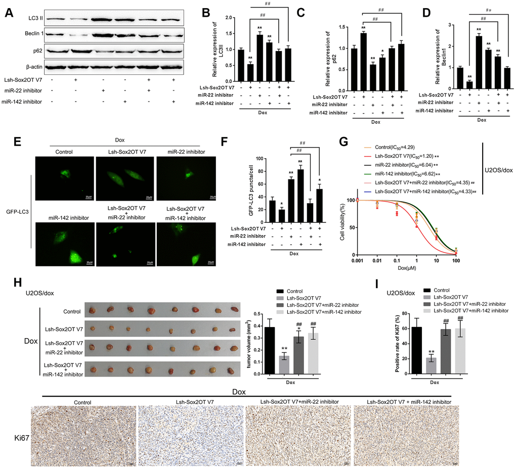 Dynamic effect of Sox2OT-V7, miR-142, and miR-22 on Dox-induced autophagy in U2OS cells. (A–D) OS cells were c-transfected with Lsh-Sox2OT-V7 and miR-142 inhibitor or miR-22 inhibitor upon Dox treatment and examined for the protein levels of LC3 II, Beclin 1, and p62 were examined. (E, F) U2OS cells with stable eGFP-LC3 expression were cotransfected with Lsh-Sox2OT-V7 and miR-142 inhibitor or miR-22 inhibitor, treated with Dox (5 μM) for 24 h, and examined for the formation of puncta by using a confocal microscope. Representative images are presented. (G) U2OS/Dox cells were assigned to six groups: control group, single Lsh-Sox2OT-V7 group, single miR-22 inhibitor group, single miR-142 inhibitor group, Lsh-Sox2OT-V7 + miR-22 inhibitor group, and Lsh-Sox2OT-V7 + miR-142 inhibitor group. Cells were transfected accordingly, treated with a series of concentrations of Dox (0.001, 0,01, 0.1, 1, 10, and 100 μM), and examined for the cell viability by MTT assay. (H) An in vivo tumor xenograft assay was performed by injecting U2OS/Dox cells that were not infected, infected with Lsh-Sox2OT-V7, transduced with Lsh-Sox2OT-V7 + miR-22 inhibitor, or transduced with Lsh-Sox2OT-V7 + miR-142 inhibitor under Dox treatment (n = 8 in each group). Tumors were shown and tumor volumes were detected. (I) Cell proliferation within the tumor was determined by IHC staining using an anti-Ki67 antibody. The data are presented as the mean ± SD of three independent experiments. *PPPP