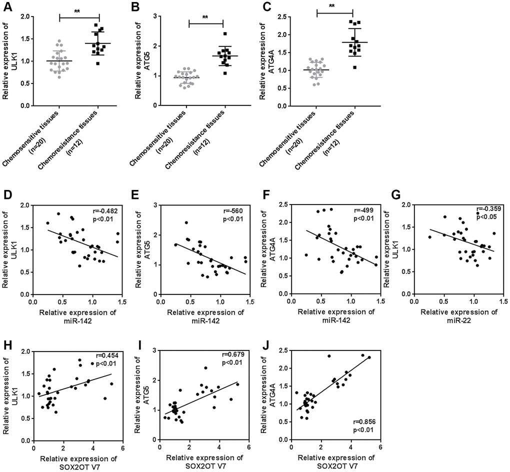 Expression of ULK1, ATG4A, and ATG5, and correlations with the Sox2OT-V7/miR-142/miR-22 axis in tissue samples. (A–C) The expression of ULK1, ATG4A, and ATG5 in 20 chemosensitive and 12 chemoresistant OS tissue samples was examined by qPCR. (D–J) The correlation of Sox2OT-V7, miR-142, miR-22, ULK1, ATG4A, and ATG5 was analyzed by Pearson’s correlation analysis. The data are presented as the mean ± SD of three independent experiments. *PP