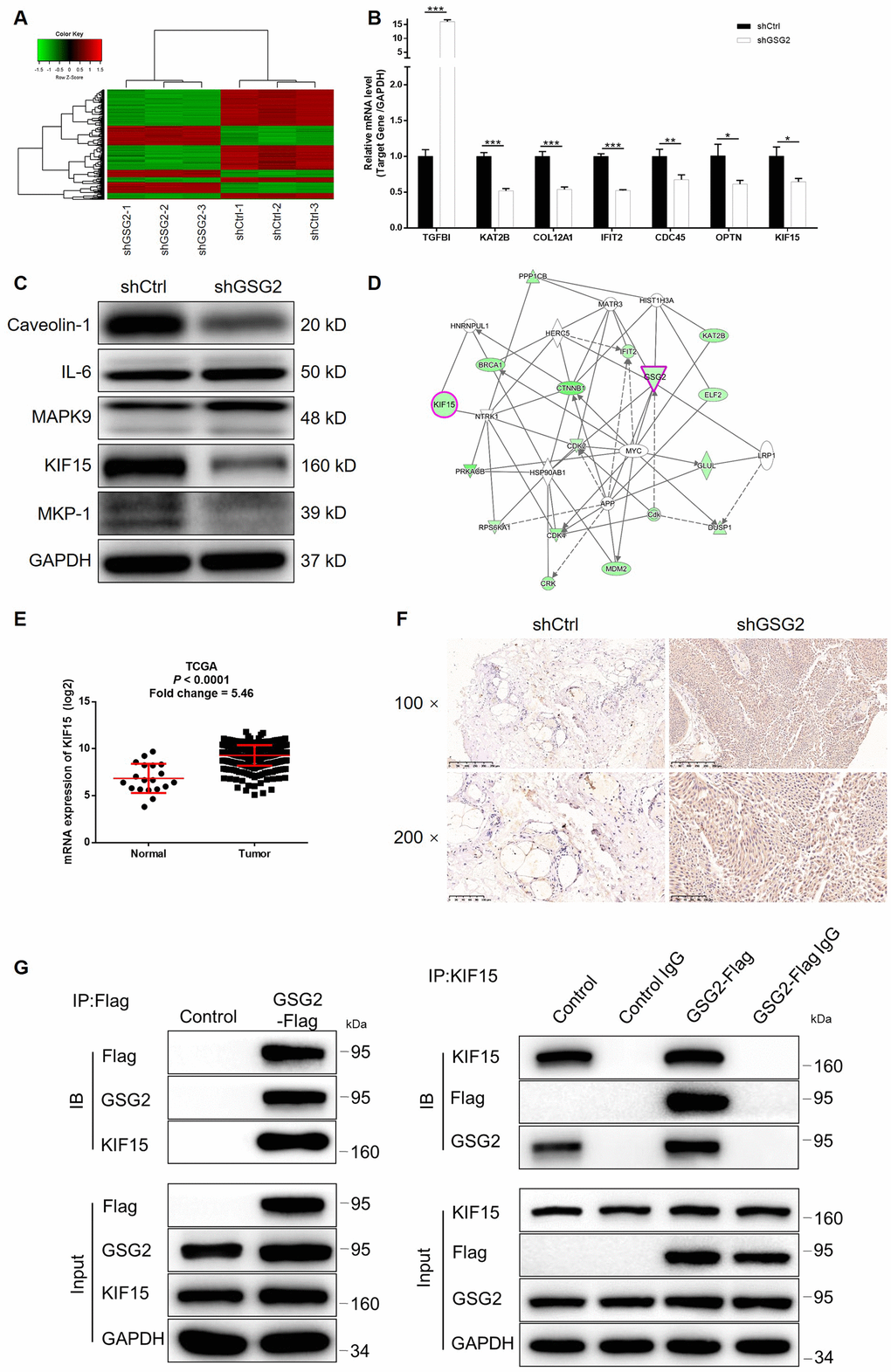 KIF15 was identified as the downstream of GSG2 by RNA-sequencing. (A) RNA-sequencing (3 v 3) was performed to identify differentially expressed genes in T24 cells with or without GSG2 knockdown. (B, C) The mRNA and protein levels of several top significant DEGs in shGSG2 group identified by RNA sequencing further detected in T24 cells were detected by qPCR (B) and western blotting (C), respectively. (D) The IPA analysis was performed to produce the GSG2-related interaction network. (E) The data mining of TCGA database showed the upregulation of KIF15 expression in bladder cancer tissues. (F) The expression of KIF15 in bladder cancer and normal tissues was detected by IHC. (G) The direct interaction between GSG2 and KIF15 was proved by co-immunoprecipitation. The data were expressed as mean ± SD (n ≥ 3), *PPP