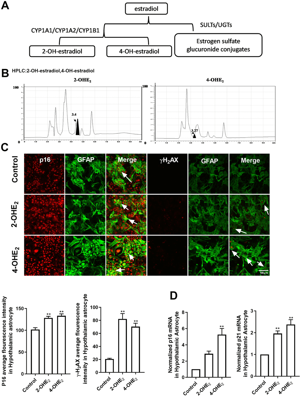 The estradiol metabolites 2-OHE2 and 4-OHE2 are closely associated with astrocyte senescence. (A) The flow chart of estradiol metabolism. (B) HPLC chromatogram of 2-OHE2 and 4-OHE2 in hypothalamic tissue of 10-month-old mice. (C) Dual-label immunofluorescence showing astrocytes (green) and p16 (red) with 2-OHE2 and 4-OHE2, white arrows representing γH2AX–positive astrocytes (left). Dual-label immunofluorescence showing astrocytes (green) and γ-H2AX (red) with 2-OHE2 and 4-OHE2, white arrows representing γ-H2AX–positive astrocytes (right). Scale bar= 100 μm. (D) Detection of p16 and p21 mRNA levels with 2-OHE2 and 4-OHE2 intervention. 2-OHE2 and 4-OHE2 respectively increased the expression of p16 and p21 in hypothalamic astrocytes (n=3). The p-value was determined by One-way ANOVA: ** p