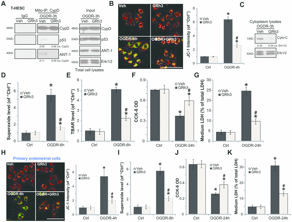 GRh3 protects endometrial cells from OGDR. T-HESC cells (A–G) or the primary murine endometrial cells (H-K) were pre-treated with GRh3 (10 μM, 2h pretreatment), followed by OGDR stimulation. After indicated time periods, mitochondrial CypD-p53-ANT-1 association (“Mito-IP”, A), mitochondrial depolarization (the JC-1 green intensity, B and H), cytochrome C (“Cyto-C”) release (C, testing the cytosol proteins), as well as superoxide contents (D and I) and lipid peroxidation (TBAR assay, E) were tested; Cell viability and necrosis were tested by CCK-8 (F and J) and medium LDH release (G and K) assays, respectively. For the JC-1 assays the representative JC-1 images, integrating both green and red fluorescence images, were presented (same for all Figures). For the Mito-IP assay, CypD-bound p53 and ANT-1 were quantified (A). For the cytochrome C release measurement, cytosol cytochrome C (vs. Tubulin) was quantified (C). Error bars stand for mean ± standard deviation (SD, n=5). “Ctrl” stands for “Mock” control treatment. *pvs. “Ctrl”. #pvs. cells with “Veh” pretreatment. Each experiment was repeated three times with similar results obtained. Bar=100 μm (B and H).