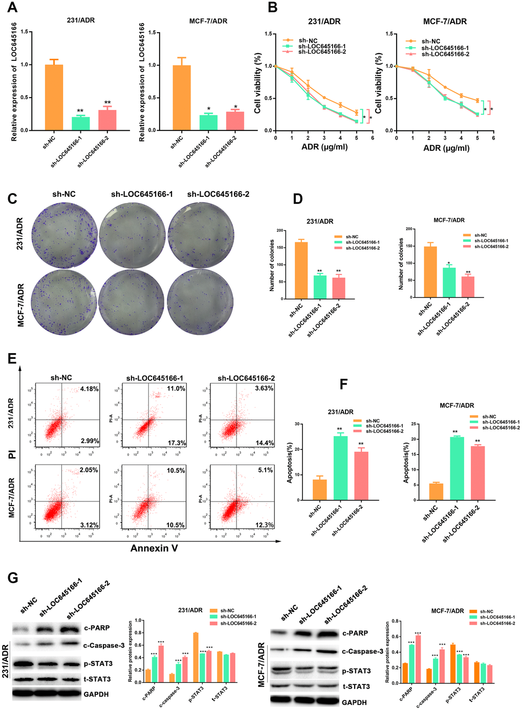  lnc-LOC645166 enhanced the chemoresistance of breast cancer cells by affecting cell proliferation and apoptosis. (A) RT–qPCR analysis of lnc-LOC645166 in 231/ADR and MCF-7/ADR cells transfected with sh-LOC645166-1, sh-LOC645166-2 or sh-NC for 48 h (n=3). (B) The effect of LOC645166 knockdown on the cell sensitivity to ADR of 231/ADR and MCF-7/ADR cells. (C, D) The effect of LOC645166 knockdown on the cell colony formation ability of 231/ADR and MCF-7/ADR cells under ADR treatment (231/ADR, 0.5μg/ml; MCF/ADR, 1μg/ml). (E, F) Flow cytometry analysis of Annexin V-stained 231/ADR and MCF-7/ADR cells transfected with sh-LOC645166-1, sh-LOC645166-2 or sh-NC upon adriamycin treatment (231/ADR, 0.5μg/ml; MCF/ADR, 1μg/ml) for 48 h (n=3). (G) Western blot analysis of the c-PARP,c-Caspase-3, p-STAT3 and t-STAT3 expression in 231/ADR and MCF-7/ADR cells transfected with sh-LOC645166-1, sh-LOC645166-2 or sh-NC upon adriamycin treatment (231/ADR, 0.5μg/ml; MCF/ADR, 1μg/ml) for 48 h (n=3). Data are shown as means ± SD. *p 