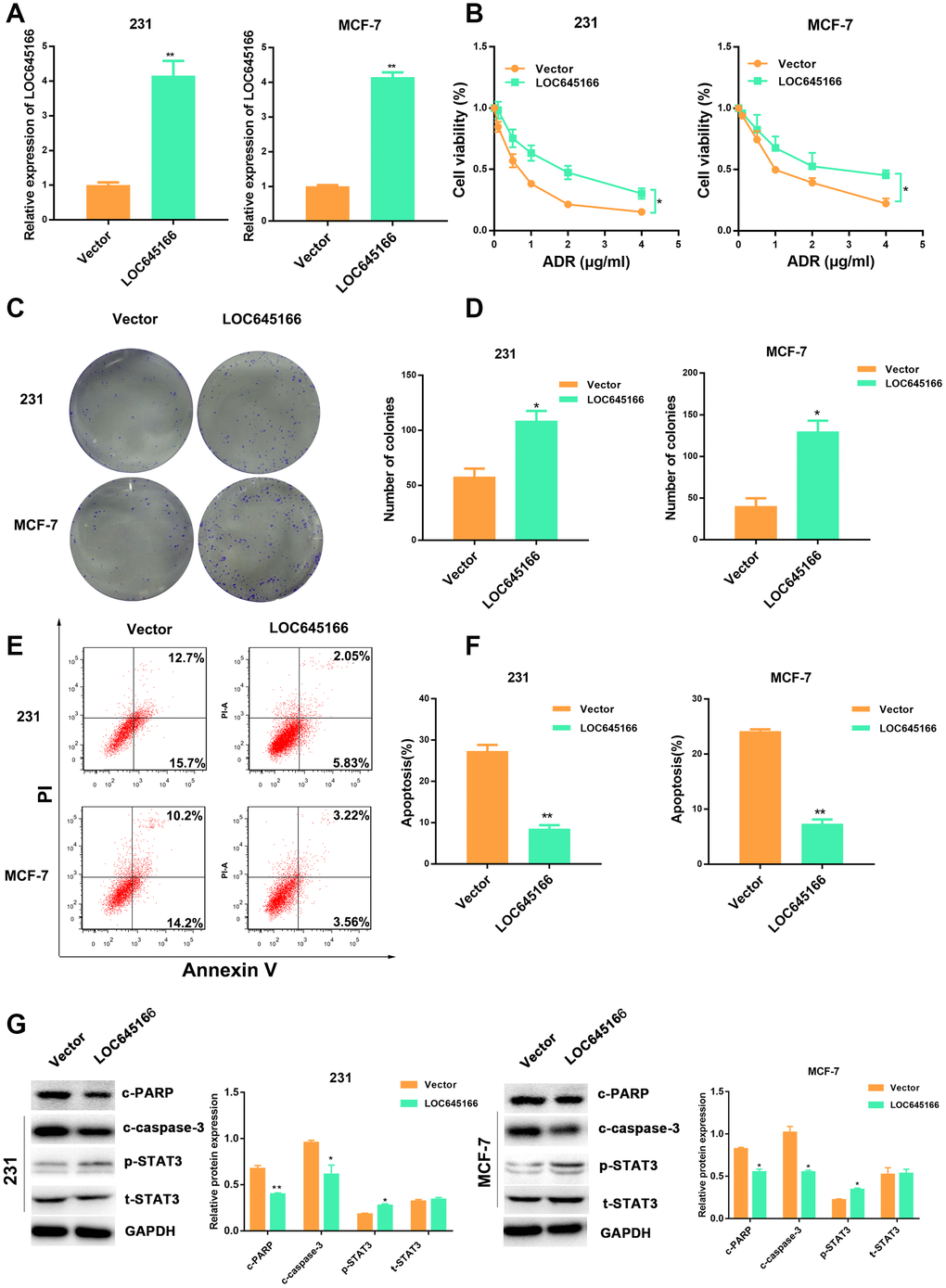 Overexpression of lncRNA-LOC645166 confers adriamycin tolerance to breast cancer cells. (A) RT–qPCR analysis of LOC645166 in 231 and MCF-7 cells transfected with Vector and lnc-LOC645166 for 48 h (n=3). (B) The effect of lnc-LOC645166 overexpression on the cell sensitivity to ADR of 231 and MCF-7 cells. (C, D) The effect of LOC645166 overexpression on the cell colony formation ability of 231 and MCF-7 cells under ADR treatment (231, 0.1μg/ml; MCF-7, 0.2μg/ml). (E, F) Flow cytometry analysis of Annexin V-stained 231 and MCF-7 cells transfected with Vector and lnc-LOC645166 upon adriamycin treatment (231, 0.1μg/ml; MCF-7, 0.2μg/ml) for 48 h (n=3).(G) Western blot analysis of the c-PARP,c-Caspase-3,p-STAT3 and STAT3 expression in 231and MCF-7 cells transfected with vector and lnc-LOC645166 upon adriamycin treatment (231, 0.1μg/ml; MCF-7, 0.2μg/ml) for 48 h (n=3). Data are shown as means ± SD. *p 