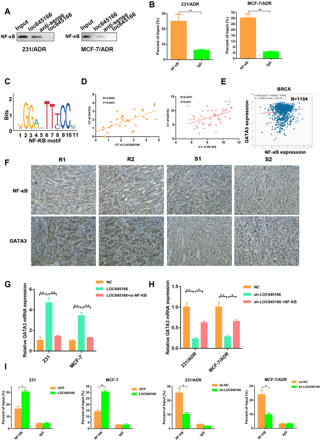 lnc-LOC645166 recruits NF-κB to promote GATA3 transcription. (A) RNA pulldown assays were performed and the interaction between lnc-LOC645166 and NF-κB was confirmed by Western blot. (B) RIP assay of the enrichment of NF-κB with lnc-LOC645166 relative to IgG in the lysates of 231/ADR and MCF-7/ADR cells (n =3). (C) NF-κB motif. (D) The correlation between lnc-LOC645166 and GATA3 expression was assessed in breast cancer tissues using a Pearson’s correlation analysis. (E) The correlation between NF-κB and GATA3 expression was assessed in TCGA Breast Cancer samples using a Pearson’s correlation analysis. (F) Representative immunostaining of NF-κB and GATA3 in tumor samples with good or poor responses to adriamycin therapy. R means resistant to ADR therapy, S means sensitive to ADR therapy. (G) RT–qPCR analysis of GATA3 in breast cancer cells transfected with pcDNA-LOC645166 or cotransfected with si-NF-κB. (H) RT–qPCR analysis of GATA3 in adriamycin resistant cells transfected with sh-LOC645166 or cotransfected with pcDNA-NF-κB. (I) Chromatin immunoprecipitation (ChIP) assays were performed to determine the affinity of NF-κB on the promoter region of the GATA3 locus after lnc-LOC645166 overexpression or knockdown. 2% Input cell lysate was used data are shown as means ± SD. *p 