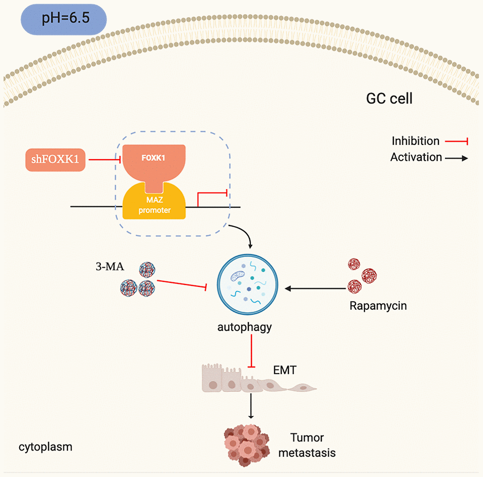 Schematic diagram depicting the mechanism through which FOXK1-mediated autophagy reverses EMT and thereby inhibits GC metastasis by modulating MAZ in an acidic microenvironment.