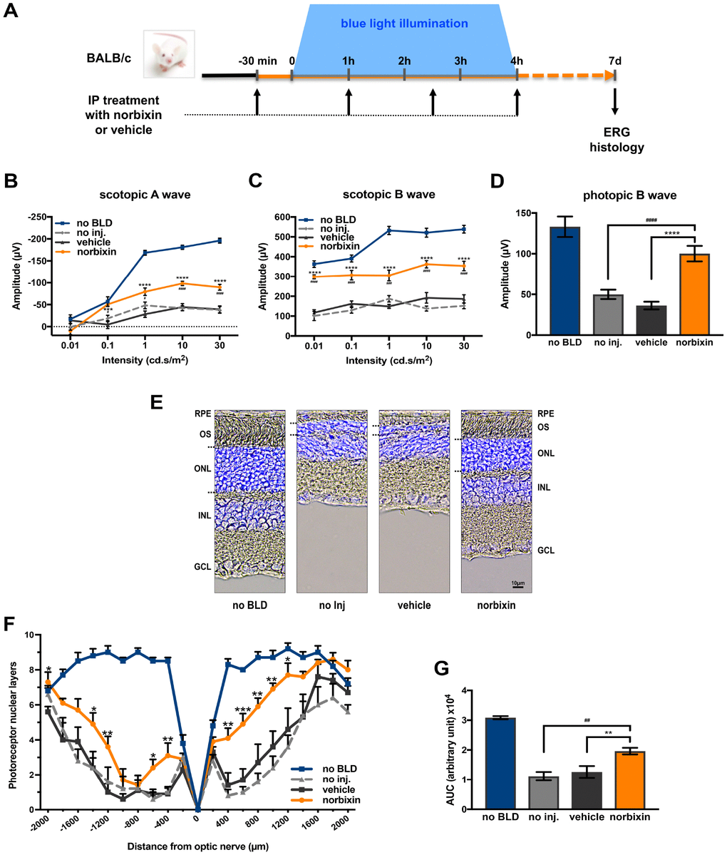 Effect of norbixin on ERG and retinal phototoxicity after BLD in BALB/c mice. (A) schematic representation of the protocol design. (B) Scotopic A wave, (C) Scotopic B wave, (D) Photopic B wave, ERG recorded 7 days after BLD. (E) Representative cryosection pictures showing Hoechst 33342 staining of the retinal cell nuclei one week after BLD. (F) Graph showing the number of photoreceptor layers measured along the retina each 200 μm from the optic nerve. (G) Histograms showing the area under the curve (AUC) calculated from the photoreceptor layer quantification and used to perform statistical analyses. IP: intra-peritoneal; no BLD: no blue light damage; no inj.: no injection; OS: outer segment; ONL: outer nuclear layer; INL: inner nuclear layer; GCL: ganglion cell layer. Bars represent mean ± s.e.m. with n = 8 per group. # or *p## or **p### or ***p#### or ****p