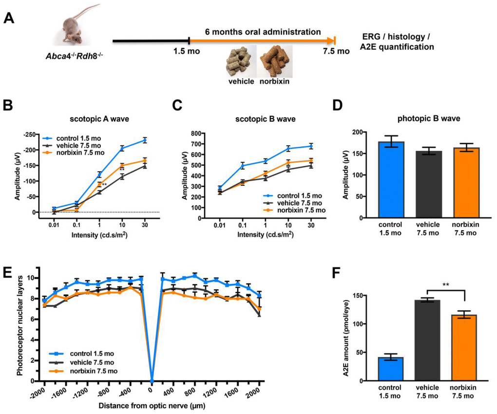 Effect of norbixin preventive supplementation from 1.5 to 7.5 months in Abca4-/- Rdh8-/- mice. (A) schematic representation of the 6-month preventive supplementation protocol design. (B) Scotopic A wave, (C) Scotopic B wave, (D) Photopic B wave, recorded after 6 months of oral supplementation with norbixin in Abca4-/- Rdh8-/- mice compared to mice fed with normal chow (vehicle) and to 1.5-month-old mice. (E) Quantification of photoreceptor nuclear layers along the superior and inferior poles of the retina each measured every 200 μm apart from the optic nerve. (F) A2E quantification in eyes from 1.5-month-old Abca4-/- Rdh8-/- mice, 7.5-month-old mice fed with normal chow or with norbixin-containing pellets. Bars represent mean ± s.e.m. with n= 8 mice per group (i.e. n=16 eyes per group for ERG). **p