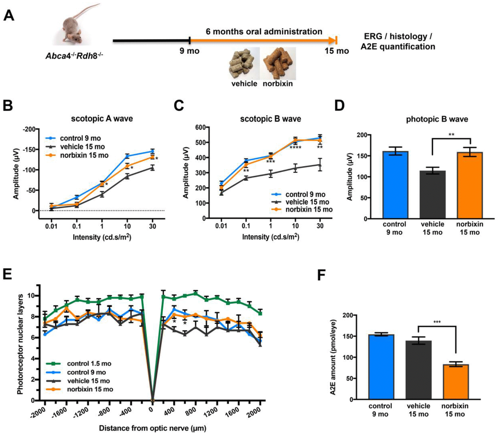 Effect of norbixin early curative supplementation from 9 to 15 months in Abca4-/- Rdh8-/- mice. (A) Schematic representation of the 6-month early curative supplementation protocol design. (B) Scotopic A wave, (C) Scotopic B wave, (D) Photopic B wave ERG recorded after 6 months of oral supplementation with norbixin in Abca4-/-Rdh8-/- mice compared to mice fed with normal chow (vehicle) and to 1.5 and 9-month-old mice. (E) Quantification of photoreceptor nuclear layers along the superior and inferior poles of the retina each measured every 200 μm apart from the optic nerve. (F) A2E quantification in eyes from 9-month-old Abca4-/- Rdh8-/- mice, 15-month-old mice fed with normal chow or with norbixin-containing pellets. Bars represent mean ± s.e.m. with n = 6 per group (i.e. n=12 eyes for the norbixin treated group and n=11 eyes for the vehicle treated group for ERG). *pppp