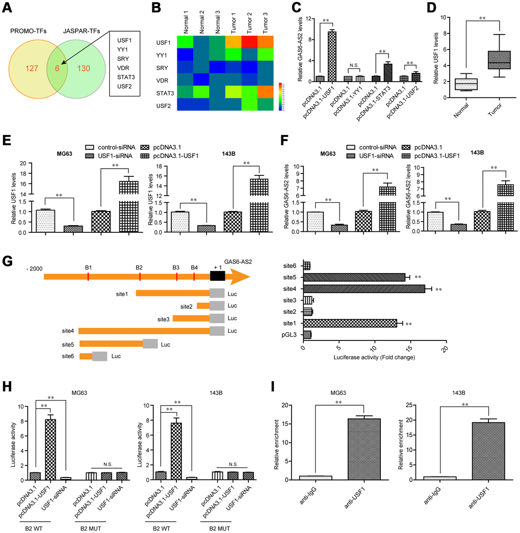 USF1 was involved in GAS6-AS2 aberrant expression. (A) Intersection of “PROMO” and “JASPAR” algorithms predicted binding transcriptional factors (TFs) in GAS6-AS2 promoter. (B) Real-time PCR detected the expression of TFs in randomly selected three paired OS tumor specimens and normal tissues. (C) qPCR determined the levels of USF1, YY1, STAT3 and USF2. (D) qPCR detected the levels of USF1 in 157 OS samples. (E) qPCR examined USF1 levels in MG63 and 143B cells after various treatment. (F) Real-time assessed GAS6-AS2 levels in MG63 and 143B cells after various treatment. (G) Left: schematic representation of constructs for GAS6-AS2 promoter luciferase reporter. B1-B4: “JASPAR” predicted binding sequences of USF1 in GAS6-AS2 promoter. Luc: luciferase. Right: luciferase activities of 6 truncated constructs (site1-6) in HEK-293 T cells. (H) Luciferase activity detection. B2 WT: luciferase reporter containing wild-type “JASPAR” predicted binding sequence 2 of USF1. B2 MUT: luciferase reporter containing mutant-type “JASPAR” predicted binding sequence 2 of USF1. (I) ChIP assays. * P 