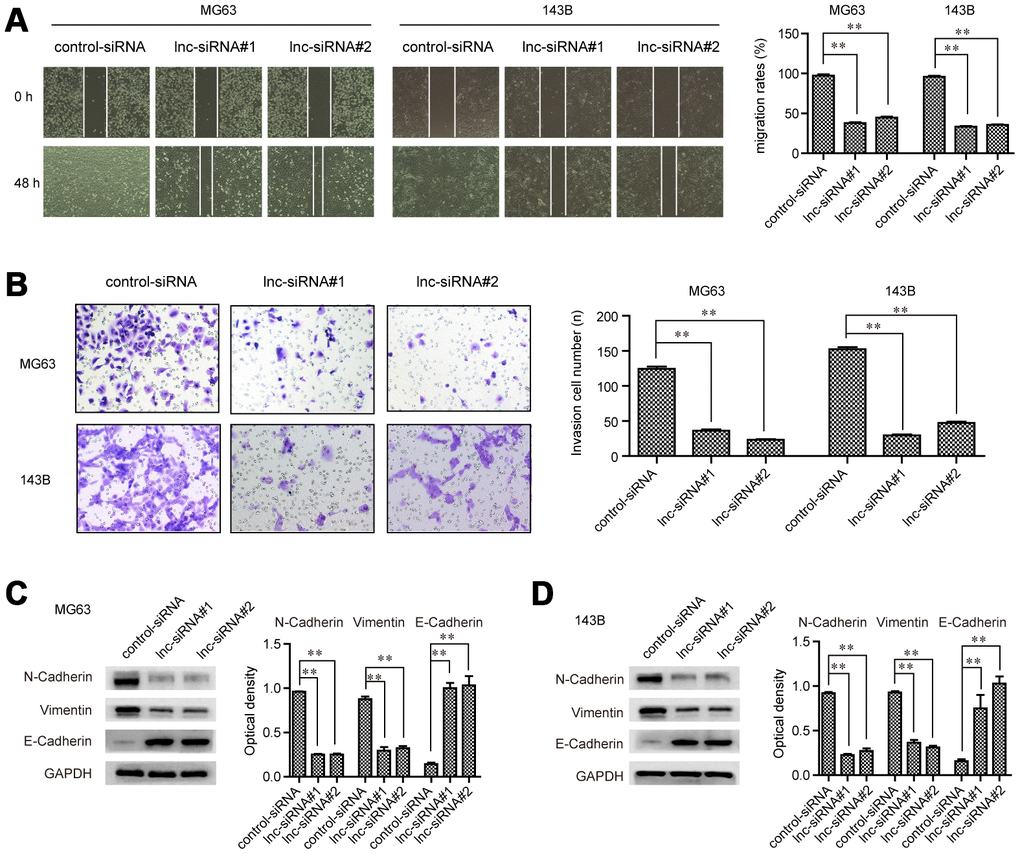 GAS6-AS2 facilitated the migration and invasion of OS cells. (A) Wound-healing assays. (B) Transwell assays. (C and D) Western blot assays detected protein levels. * P 