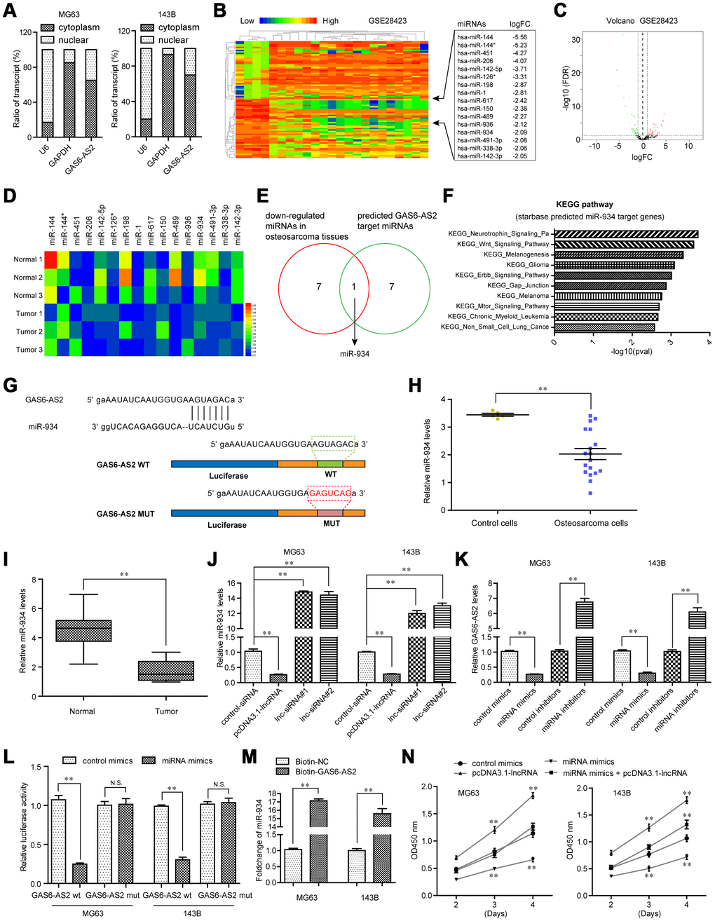 GAS6-AS2 sponged miR-934 in OS cells. (A) Subcellular fractionation assays were used to determine the subcellular localization of GAS6-AS2 in OS cells. (B) Heatmap of differentially expressed miRNAs in GSE28423. (C) Volcano map. (D) Real-time PCR detected the expression of miRNAs in randomly selected three paired OS tumor specimens and normal tissues. (E) Intersection of down-regulated miRNAs in OS and “starbase” algorithm predicted GAS6-AS2 target miRNAs. (F) “starbase” algorithm analyzed the KEGG pathway of miR-934 target genes. (G) “starbase” algorithm predicted binding sites of GAS6-AS2 and miR-934. (H) Relative miR-934 expression in GSE28423 dataset. (I) Relative miR-934 expression in 157 OS samples. (J) qPCR detected miR-934 levels in MG63 and 143B cells. (K) qPCR examined the levels of GAS6-AS2. (L) Luciferase activity detection. GAS6-AS2 wt: luciferase reporter containing wild-type binding site of GAS6-AS2 and miR-934. GAS6-AS2 mut: luciferase reporter containing mutant-type binding site of GAS6-AS2 and miR-934. (M) RNA-pull down assays. (N) CCK-8 assays detected cell proliferation.