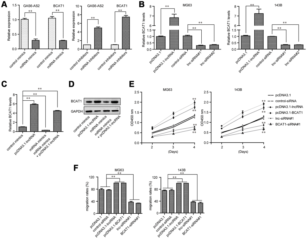 GAS6-AS2 modulated OS cell malignancies via miR-934/BCAT1 in OS cells. (A) GAS6-AS2 and BCAT1 expressing levels in OS cells were assessed by qPCR analyses. (B) Real-time PCR analyzed BCAT1 expressing levels in OS cells after GAS6-AS2 was overexpressed or silenced. (C) Real-time PCR determined BCAT1 expressing levels after the upregulation of GAS6-AS2 or overexpression of miR-934. (D) Western blot measured BCAT1 proteins. (E) CCK-8 assays. (F) Wound-healing assays. * P 