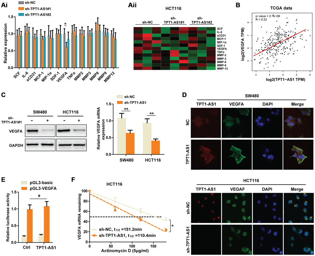 Knockdown of TPT1-AS1 inhibits the VEGFA expression by decreasing VEGFA mRNA stability. (Ai) Flexmap liquichip assays were performed to detect the metastasis-associated factors in control or sh-TPT1-AS1 HCT116 cell supernatant. The results were also shown in heatmap (Aii). (B) TCGA date was collected to analyze the relationship between TPT1-AS1 and VEGFA expression. (C) Western blot assays and qRT-PCR were used to test the VEGFA expression in indicated CRC cells. (D) Combined IF/FISH assays showed that TPT1-AS1 was mainly expressed in cytoplasm of CRC cells and TPT1-AS1 expression positively correlated to VEGFA expression. (E) Luciferase reporter assays were used to detect the possibility that TPT1-AS1 transcriptionally regulated VEGFA expression. (F) VEGFA mRNA levels were detected using actinomycin D mRNA stability assays in indicated CRC cells. *P 