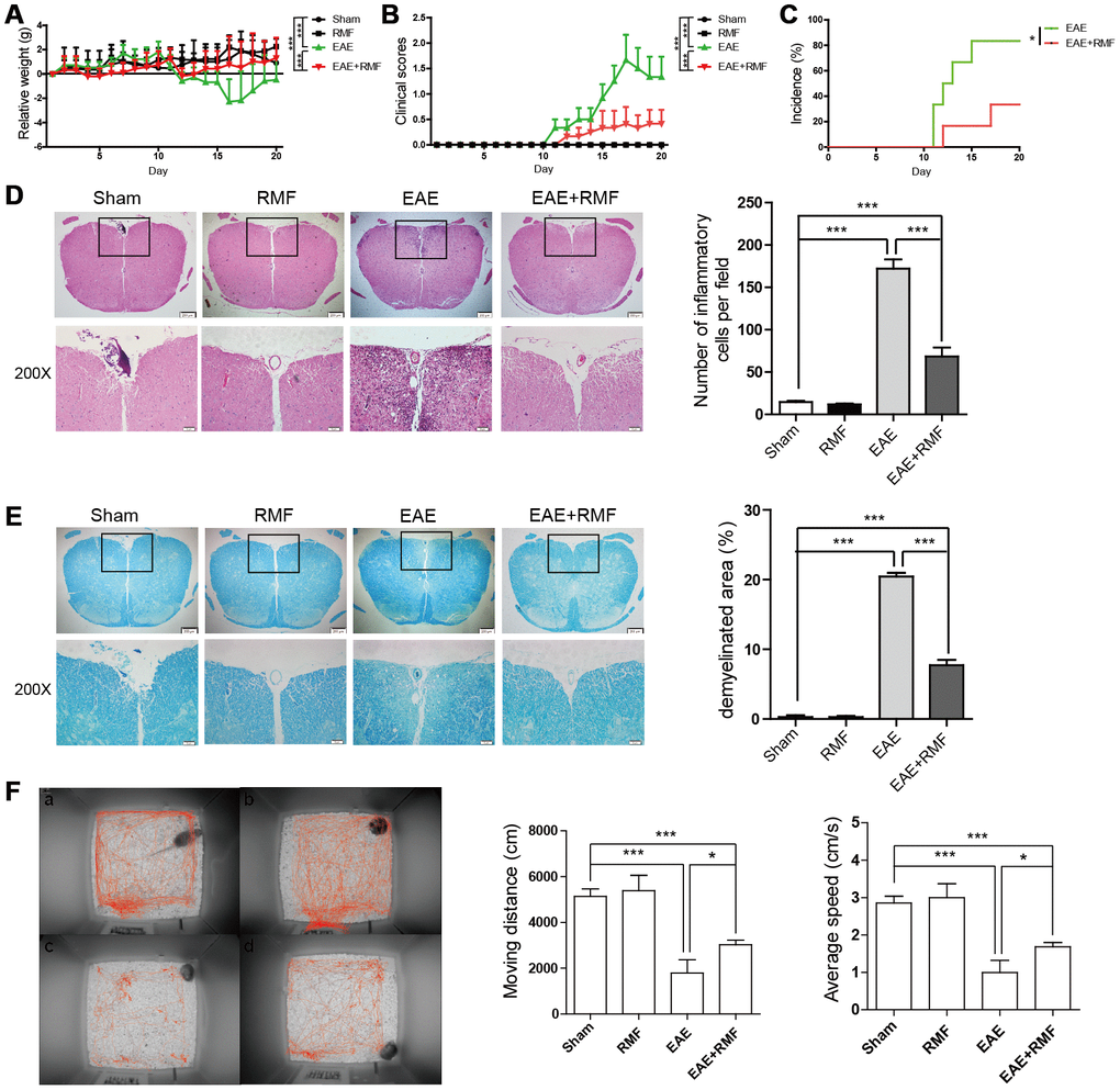 Protective impact of RMF-exposure on the advancement of EAE in mice. EAE mice and C57BL/6 mice were treated daily with RMF or non-RMF starting from day 0 following vaccination. Animals were observed for the clinical indications as well as disease advancement of EAE, comprising (A) body relative weight, (B) clinical scores and (C) the percentage of EAE incidence. (D) Spinal cord sections of the treated mice on day 20 following vaccination by H&E, Scale bar, 200 μm and 50 μm. The graph shows the number of inflammatory cells in per low magnification field (calculated with animal number: control, n = 3; RMF, n = 3; EAE, n = 6; EAE+RMF, n = 6). (E) LFB of Spinal cord sections in both groups on day 20. Scale bar, 200 μm and 50 μm. The graph shows the percentages of demyelinated area in sections (control, n = 3; RMF, n = 3; EAE, n = 6; EAE+RMF, n = 6). On day 20, (F) the behavioral trajectory of mice analyzed by rhythm cage: (A) Control, (B) RMF, (C) EAE, (D) EAE+RMF. Subsequently, we measured moving distance and average speed of mice within 30 min. Data are shown as the mean ± SEM of three independent experiments. *P P 