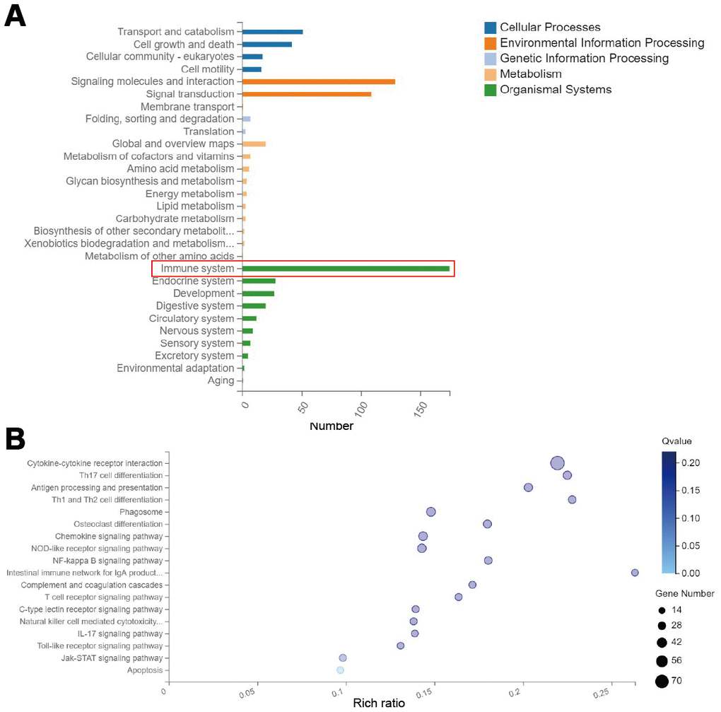 RMF exposure primarily affects genetic changes in the immune system. Spinal cord was isolated from mice for whole transcriptome sequencing analysis at day 20 after immunization. (A) Classification map of differential gene KEGG pathway. (B) Differential gene KEGG pathway enrichment map.