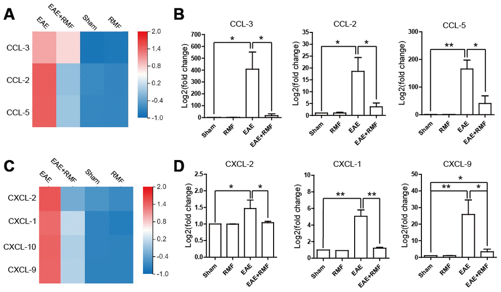 Effect of RMF on chemokines. (A) Heatmap of CCL-2, CCL-3 and CCL-5 expression difference in the spinal cord. (B) The manifestation of CCL-2, CCL-3 and CCL-5 mRNA in spinal cord was measured by qPCR. (C) Heatmap of CCL-2, CCL-3 and CCL-5 expression difference in the spinal cord. (D) The manifestation of CXCL-1, CXCL-2, CXCL-9 and CXCL-10 mRNA in spinal cord was measured by qPCR. Data are shown as the mean ± SEM. of three independent experiments. *P P 