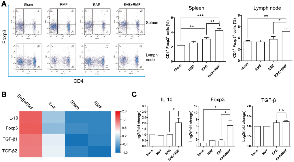 Impact of RMF on Treg cells. (A) Proportions of Treg cells in the spleen as well as lymph nodes were determined. (B) Heat map of TGF-β, Foxp3 and IL-10 expression difference in the spinal cord. (C) The manifestation of TGF-β, Foxp3 and IL-10 mRNA in spinal cord was measured by qPCR. Data are shown as the mean ± SEM of three independent experiments. *P P 