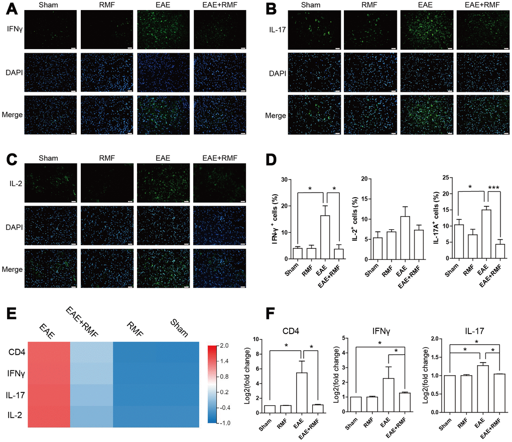 Effect of RMF on spinal cord. Spinal cords from the treated mice at day 20 after immunization were stained with an antibody specific for (A) IFN-γ, (B) IL-2, and (C) IL-17. Scale bar, 50 μm. (D) The diagram presents the proportion of positive cells in EAE lesions or corresponding areas (control, n = 3; RMF, n = 3; EAE, n = 6; EAE+RMF, n = 6). (E) Heatmap of IFN-γ and IL-17 expression difference in the spinal cord. (F) The expression level of CD4, IFN-γ and IL-17 mRNA in spinal cord was measured by qPCR. Data are shown as the mean ± SEM of three independent experiments. *P P P 