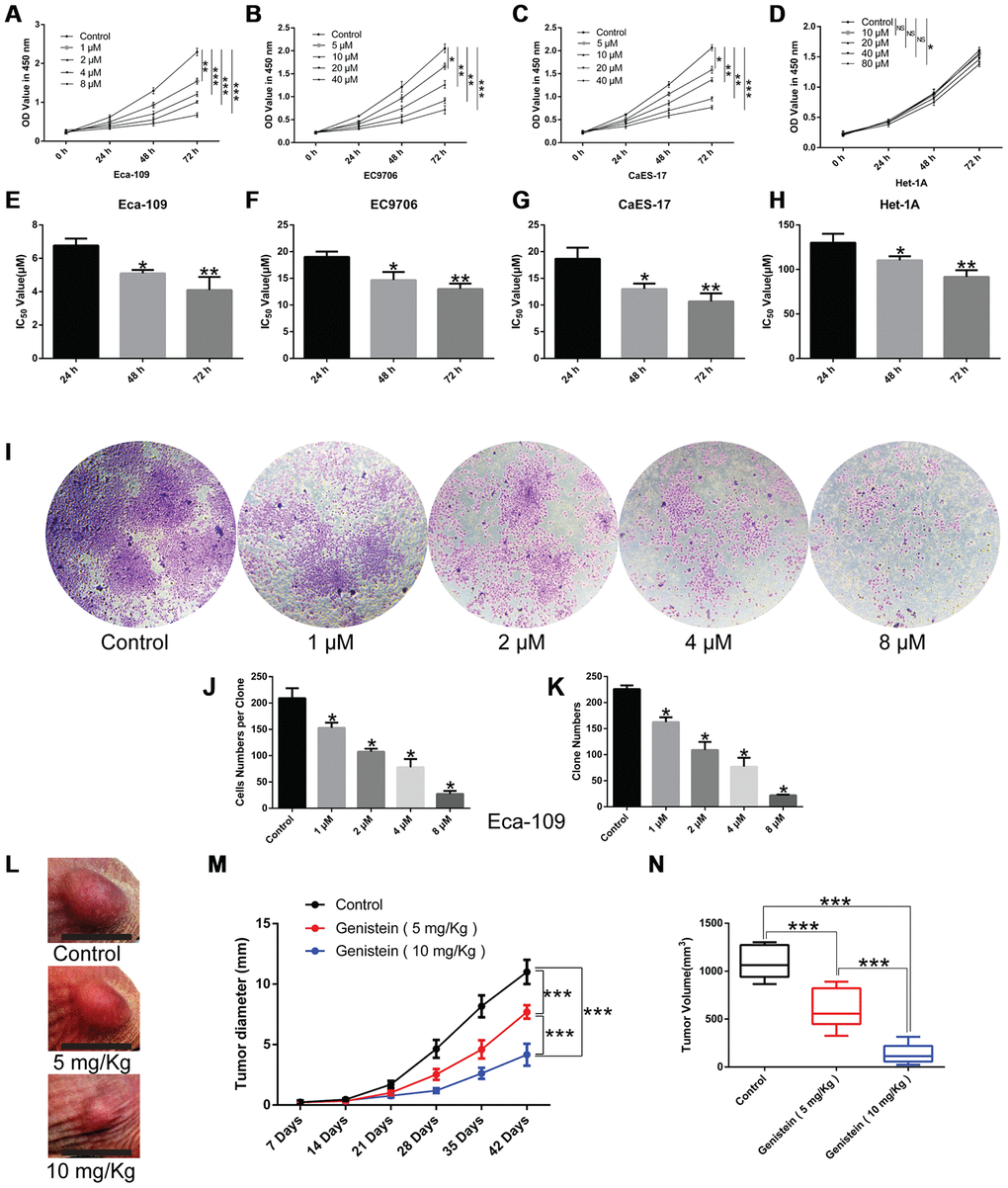 Genistein inhibits the proliferation of esophageal cancer cells. A CCK-8 assay was performed to measure the effect of genistein on the proliferation of the (A) Eca-109, (B) EC9706, and (C) CaES-17 esophageal cancer cell lines, and (D) the human esophageal epithelial cell line Het-1A. The IC50 of genistein in (E) Eca-109, (F) EC9706, (G) CaES-17 and (H) Het-1A cells at 24 h, 48 h and 72 h, respectively. (I) A clone formation assay was performed to detect the proliferative ability of Eca-109 cells treated with various concentrations of genistein for 9 d. Magnification, 40×. (J) Cell numbers per clone. (K) Quantification of clone numbers in each well (6-well plate). in vivo, the effect of different concentrations of genistein (5 mg/kg, 10 mg/kg) on (L) the cell growth of Eca-109 cells, (M) tumor diameter and (N) tumor volume (n = 6 per group). All in vitro experiments were independently repeated in triplicate. Results were analyzed using one-way ANOVA with Dunnett’s test (in vitro) or Fisher’s least significant difference (LSD) test (in vivo). Data are presented as the mean ± SD. *PPP