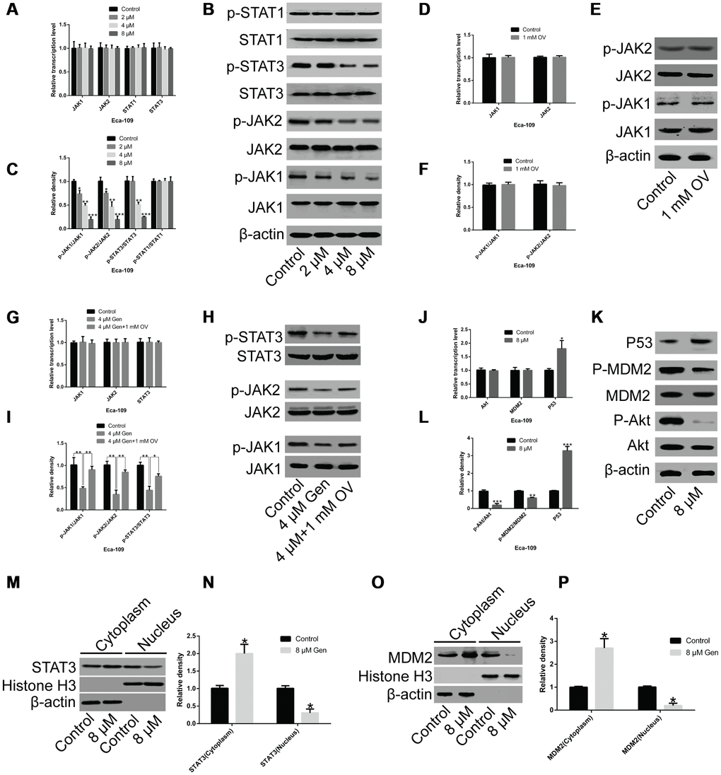 Genistein inhibits protein phosphorylation and nuclear translocation. (A) The mRNA level of JAK1, JAK2, STAT1 and STAT3 were analyzed through qPCR in Eca-109 cells treated with different concentrations of genistein (2 μM, 4 μM, 8 μM) for 72 h. (B, C) The protein levels of JAK1, JAK2, STAT1, STAT3, p-JAK1, p-JAK2, p-STAT1 and p-STAT3 were measured through western blotting. (D) The mRNA levels of JAK1 and JAK2 in Eca-109 cells treated with 1 mM OV for 72 h. (E, F) The protein levels of JAK1, JAK2, p-JAK1 and p-JAK2 in Eca-109 cells treated with 1 mM OV for 72 h. (G) The mRNA levels of JAK1, JAK2 and STAT3 in Eca-109 cells treated with 1 mM OV or in combination with 4 μM genistein for 72 h. (H, I) The protein levels of JAK1, JAK2, STAT3, p-JAK1, p-JAK2 and p-STAT3 in Eca-109 cells treated with 1 mM OV or in combination with 4 μM genistein for 72 h. (J) The mRNA levels of Akt, MDM2 and Akt in Eca-109 cells treated with 8 μM genistein for 72 h. (K, L) The protein levels of P53, MDM2, p-MDM2, Akt and p-Akt in Eca-109 cells treated with 8 μM genistein for 72 h. (M, N) STAT3 and (O, P) MDM2 levels in the nucleus and cytoplasm of Eca-109 cells treated with 8 μM genistein for 72 h. All experiments were independently repeated three times. Data are analyzed using one-way ANOVA with Dunnett’s test and presented as the mean ± SD. *PPP